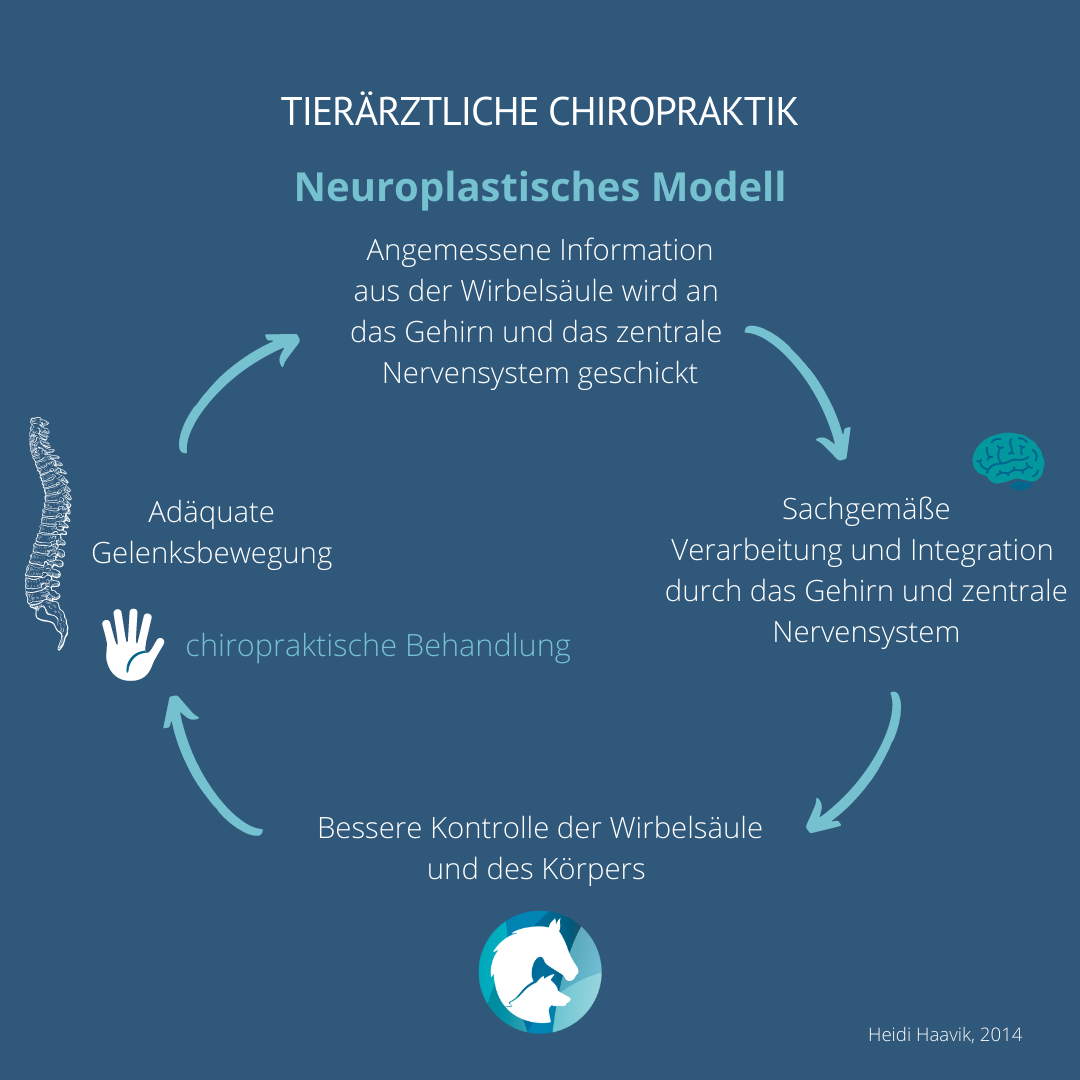 Neuroplastisches Modell