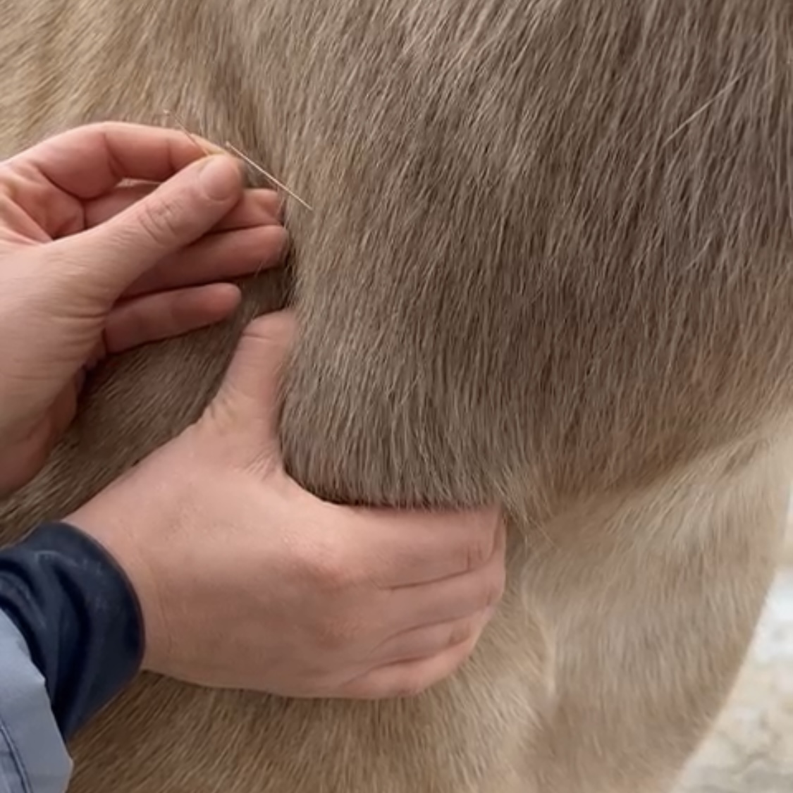 Dry Needling beim Pferd